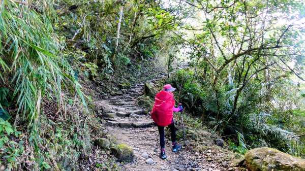 《蝶戀花。錫葉藤盛放》2735274
