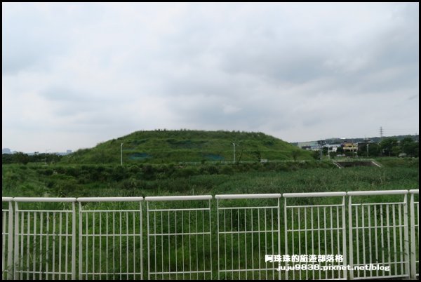 大溪左岸自行車道｜中新里韭菜花海超浪漫｜1101574