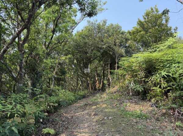 [微笑山線_第八段] 2026_0411 二格山系_炙子頭山3035082