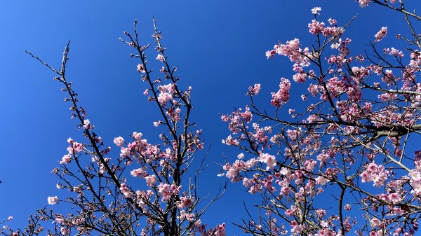 20210121-平等里櫻花+坪頂古圳+原住民文化主題公園1444730