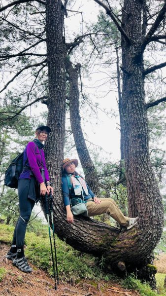 🌈9/13(日)塔加三連峰-麟趾山×鹿林前山×鹿林山FB：熊熊趴爬走(富裕登山社)🌈3118905