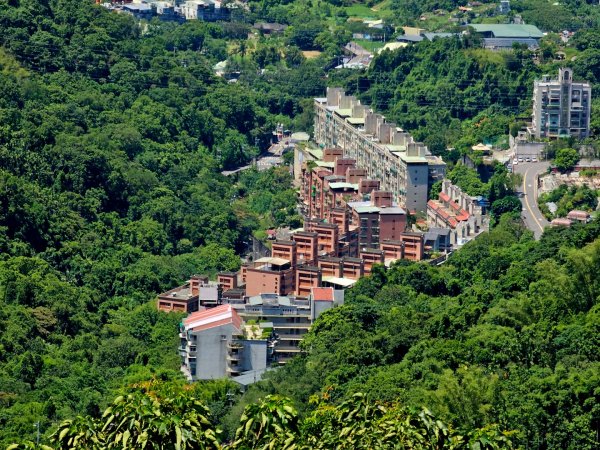 (天上山系)望月亭桐花-2025微笑山線大縱走尋寶集章任務2870352