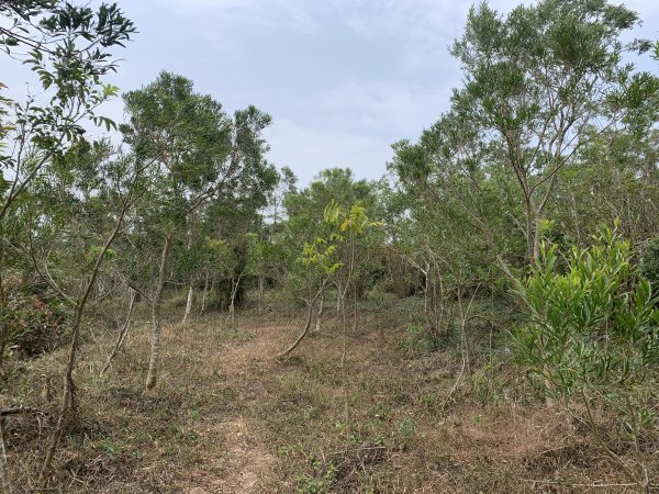 20250404屏東北獅子頭山-霧里乙山2757424