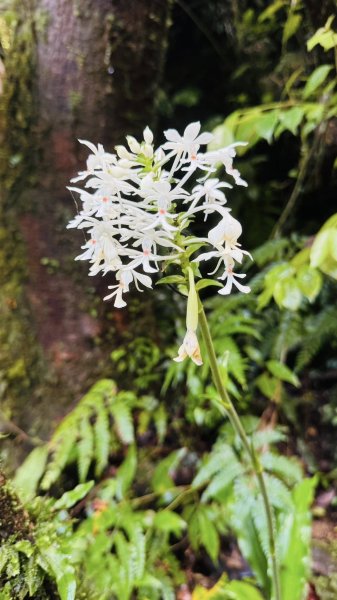 20250803枋山坑古道2850490