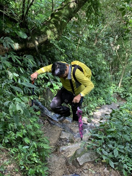 20250614南投南鳳凰山2813259