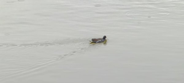 2026/04/25 龍潭湖環湖步道3043117