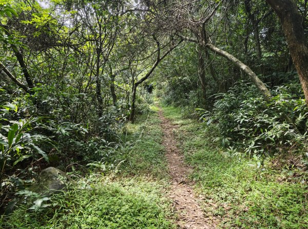 [淡蘭古道] 2026_0502 北路第二段_雞母嶺古道3047943