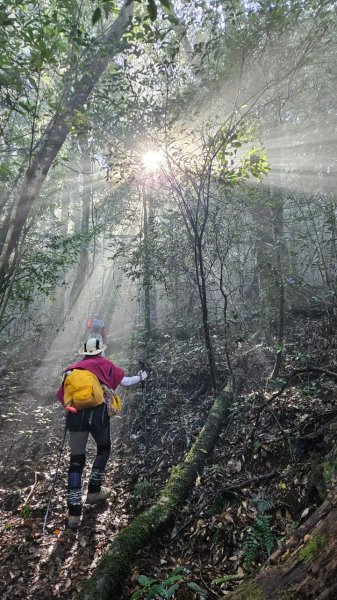 20250209橫沙笛鳶嘴醜肥大西稜O型2709382