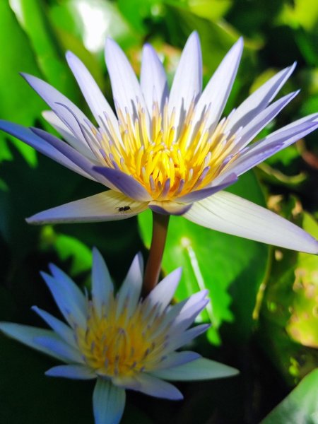 後花園散散步2879346