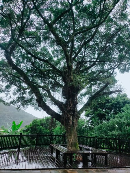 內雙溪自然中心步道(台北小溪頭2812127