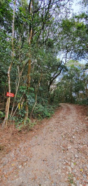 2023-04-03鳴海山、網子山登山步道2094993