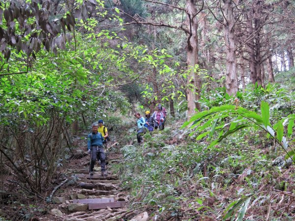 大雪山 長壽山 （肥崠山） 全台最大香杉林1369673