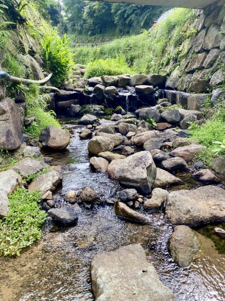 《陽明山的山林片刻｜沿著青春嶺路走向山野的綠意》2939246