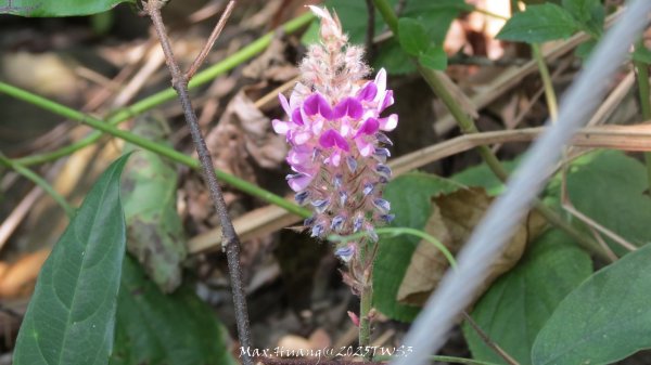 《南投》峰峰相連｜草屯九九峰森林步道O型202509062879290