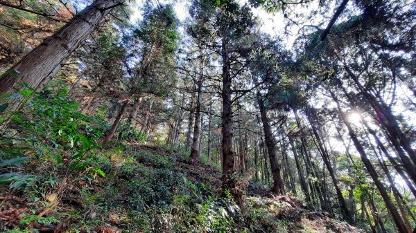 《台中》水晶蘭再現｜鳶嘴西稜線長壽山醜崠山二連峰來回202203201648931