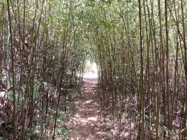 內湖區大丘田保甲路+開眼山+白石湖山+白石湖山東峰+大邱田山+消防山O型2858904