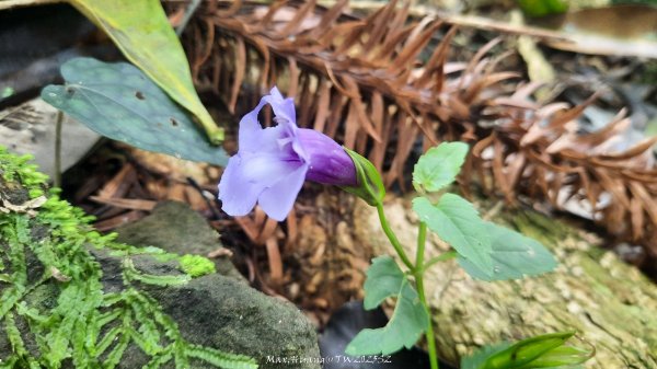 《南投》竹林茶園｜鳳凰谷步道環鳳凰山寺O繞202506222817510