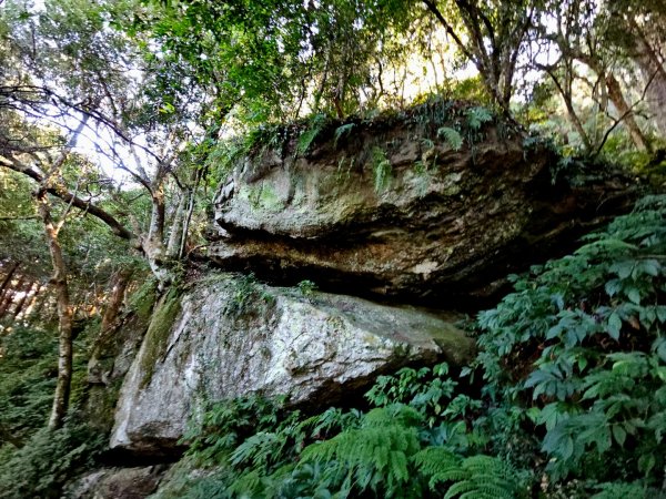 油羅山-2025森遊竹縣皮皮獅探險隊2910090