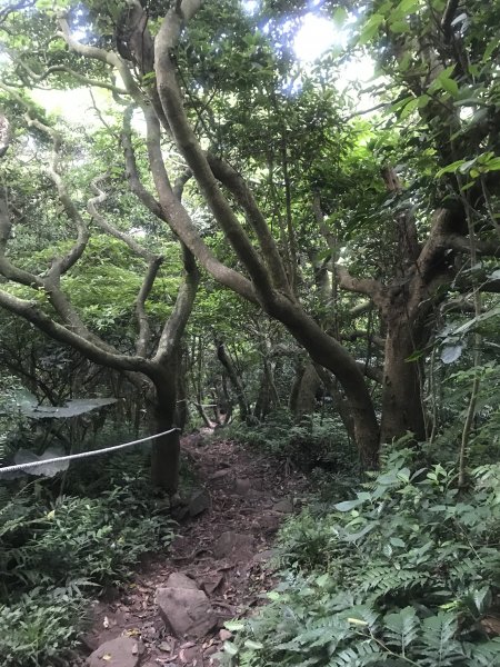 五股觀音山-硬漢嶺+北橫古道1494458