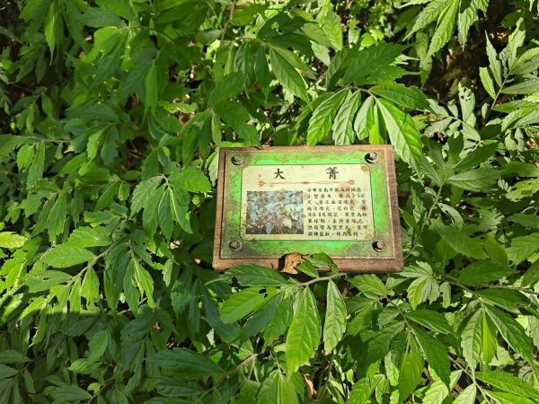 20230911淡蘭古道中段：五分山步道-暖東舊道2446800