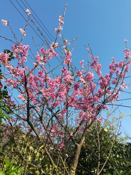 平菁街42巷櫻花怒放1251483