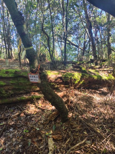 南東眼山連走有勝山2918729