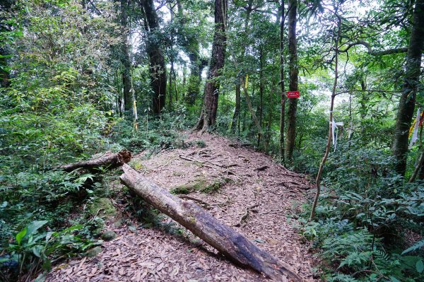 新竹關西鎮 水田林道之貴妃&那結山連走1539743
