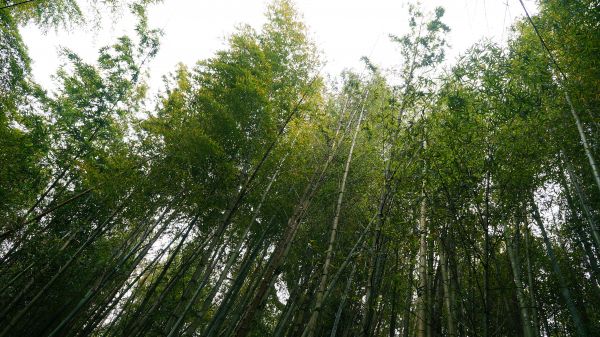 大凍山-二延平步道114639