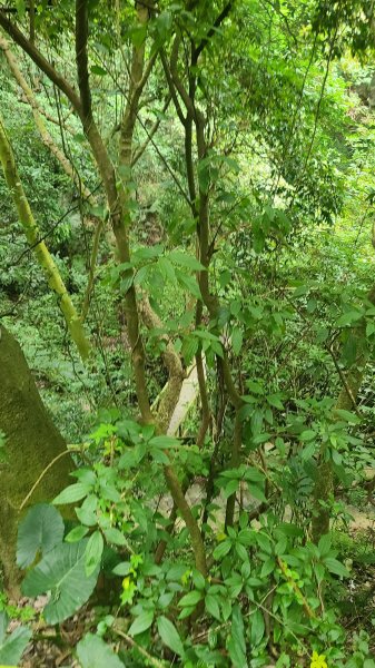 2026-0116 大屯三山_貴子坑_北投2984779