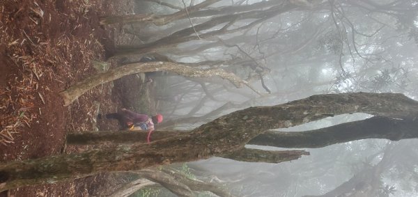 橫沙迪O型縱走_大雪山社區登山口2826567