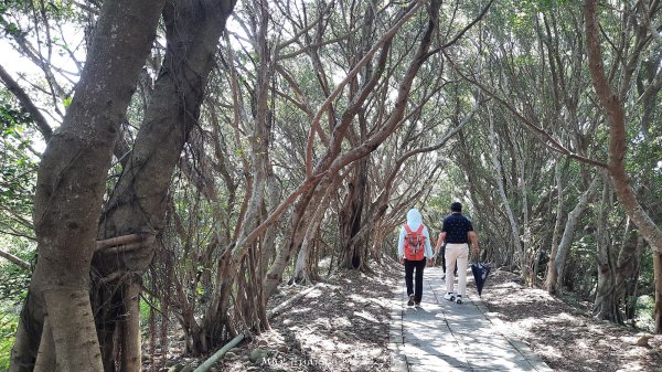 《台中》心靈雞湯｜大肚萬里長城登山步道O繞202507052827435