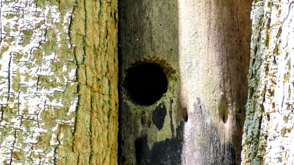 三汀山,苗圃,蝙蝠洞2787358