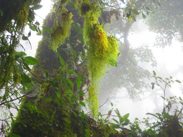 【新竹】觀霧迷幻森林：檜山巨木群步道1111919