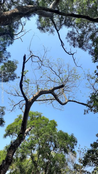 《彰化》登山逛市集｜臥龍坡步道環藤山步道202503222740499