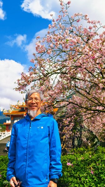 #綠繡眼 訪花 #吉野櫻 #天元宮 #楓樹湖 03162736696