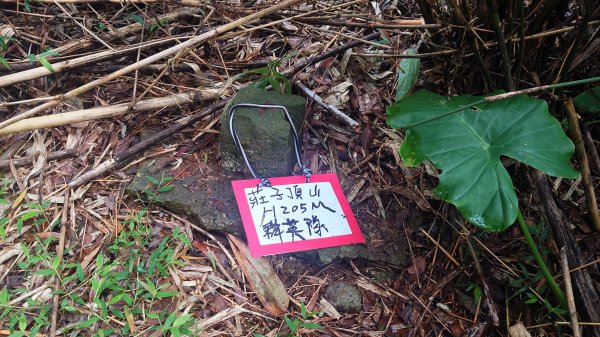 台北狗殷勤古道上平菁42巷下溪山古道賞櫻行2704898