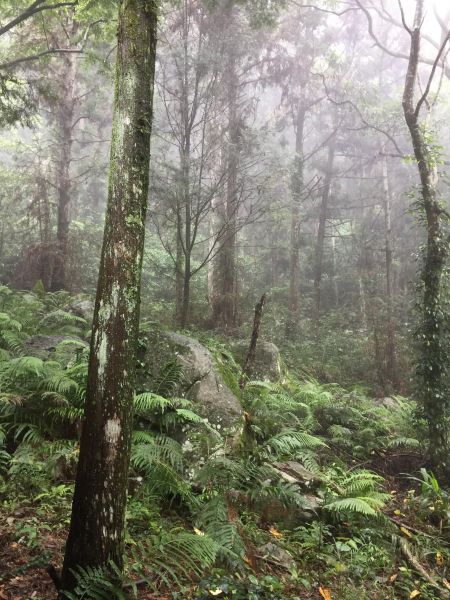 無緣東卯山~意外遇見佳保台山128092