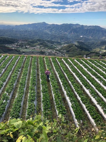 馬那邦山賞楓歡樂野餐/採草莓苗栗一日遊1217044