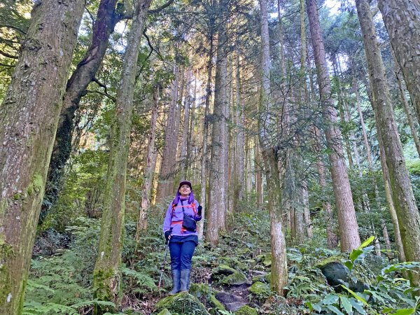 鳶嘴稍來神木、稍來山O型走20209151102463