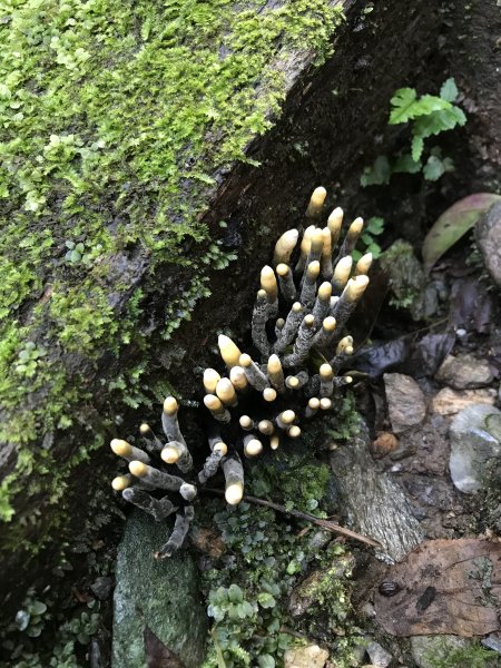 小百岳 編號89號 鯉魚山893496