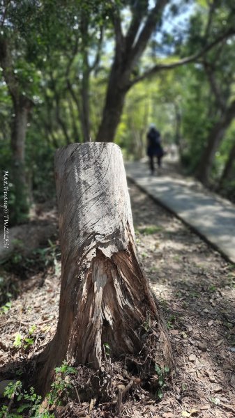 《彰化》登山逛市集｜臥龍坡步道環藤山步道202503222740506