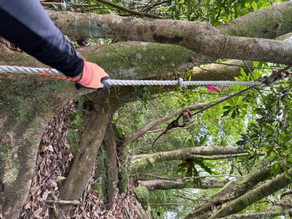 20250518 玉桂嶺山 》司公髻尾山 》九芎坑山》 豬厝步道口  （ 大坪產道）2791939