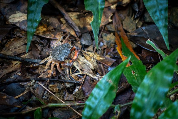 2024-08-22 澀水森林步道2578487