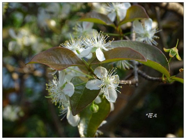 扁櫻桃的花開835813