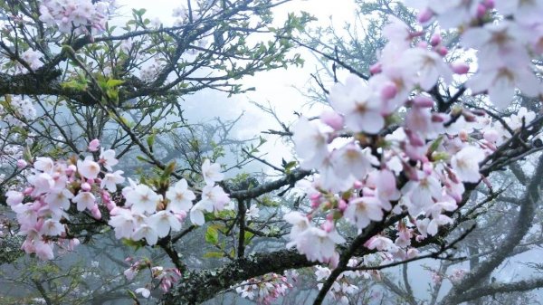 阿里山賓館 館前三月櫻花盛開890315