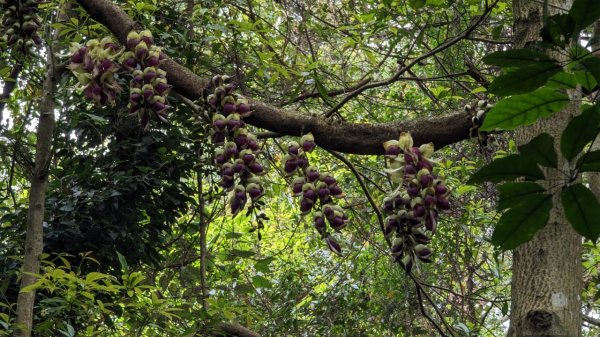 112.04.04王公坑山-烏塗窟山之開滿血藤花2120580