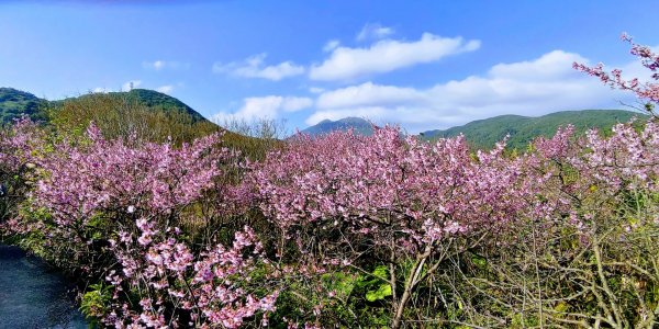 【2022櫻花季】陽明山平菁街櫻花季開跑1586032