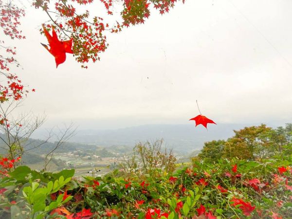 馬那邦山登山步道 賞景 賞楓 賞美女 2017 12 17