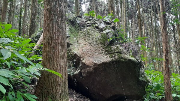 《苗栗》山中水晶蘭｜南庄向天湖山三連峰O型202203131639744