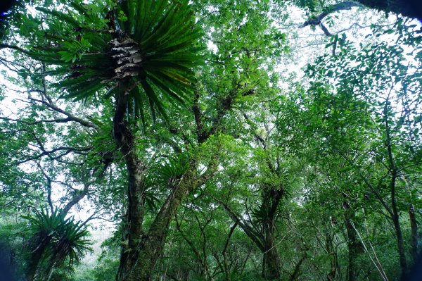 新北 烏來 波露山3000684